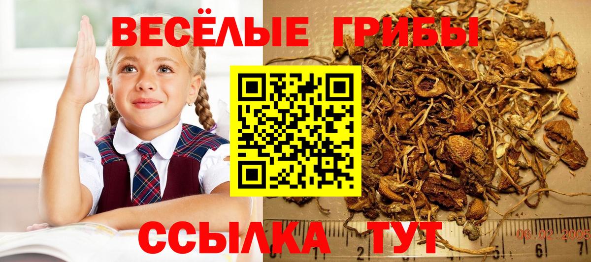 Псилоцибиновые грибы GOLDEN TEACHER  Вход с VPN  закладка  Севастополь 