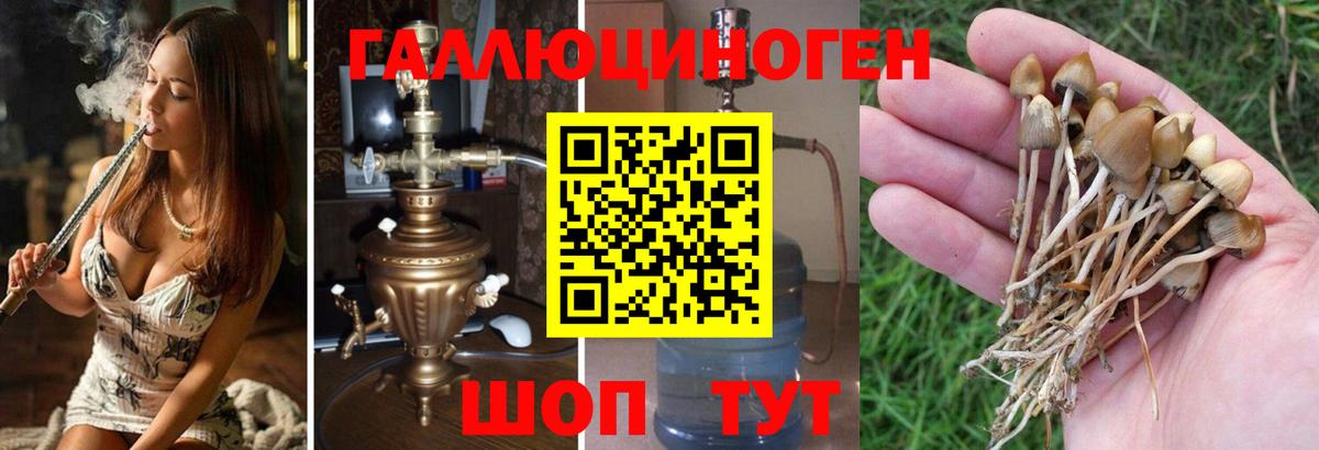 Псилоцибиновые грибы Psilocybine cubensis  Вход с VPN  купить  сайты  Севастополь 